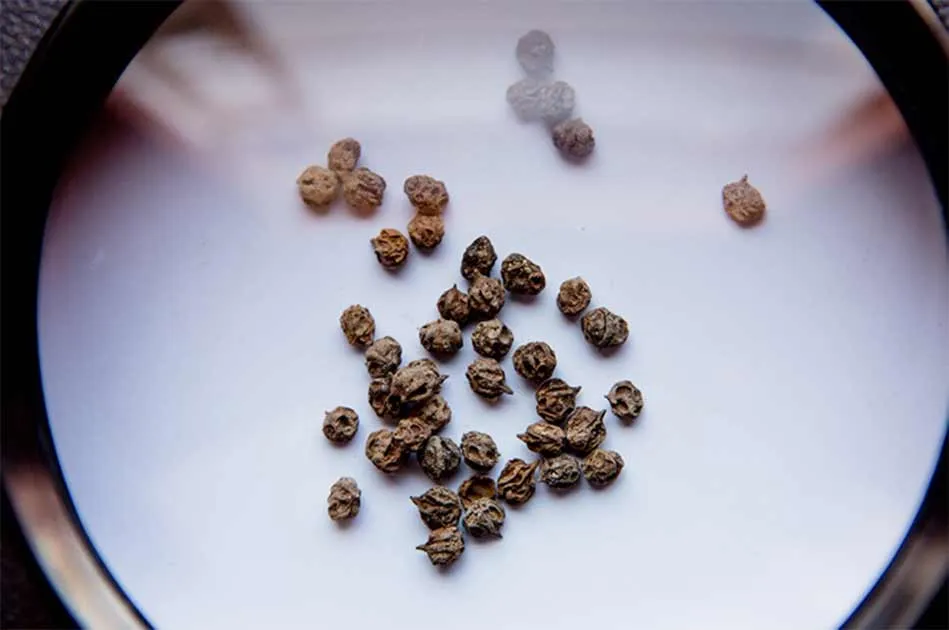 Forholdsregler når du kombinerer koffein med vanlige medisiner 1 advertencia sobre las interacciones de drogas