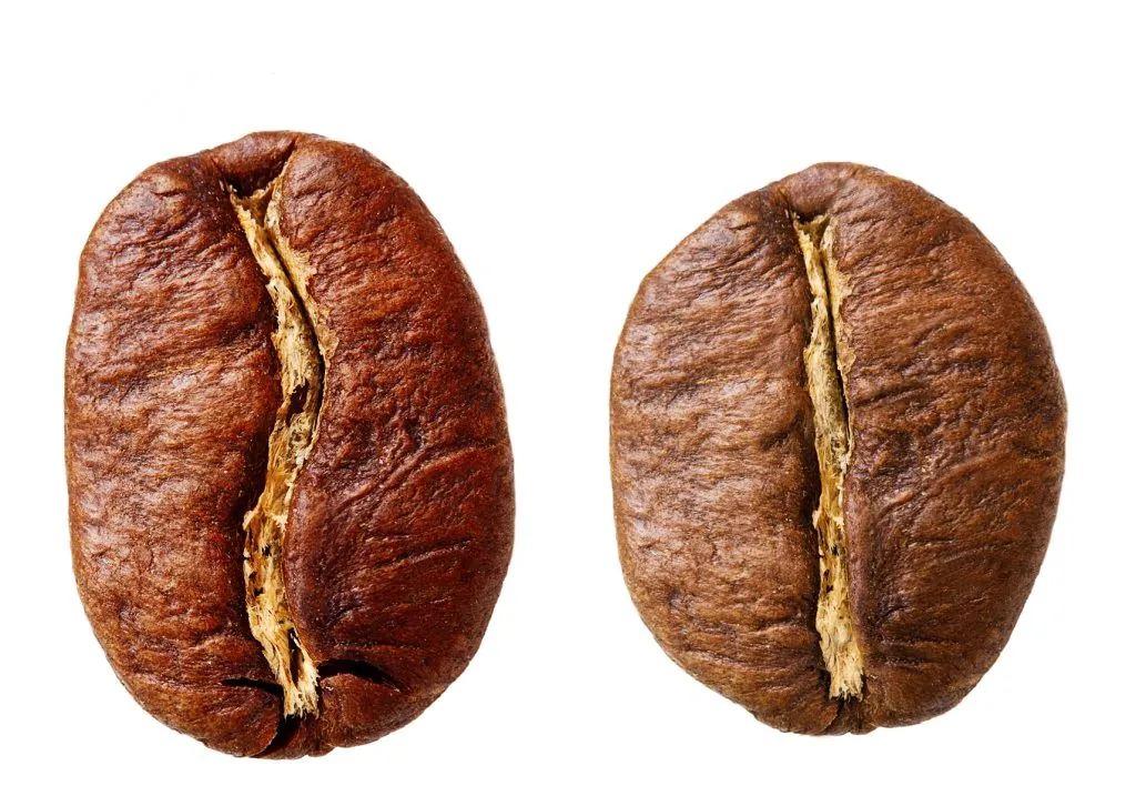 Arabica og Robusta kaffe: forskjeller i egenskaper og smaker 1 cafe arabica y robusta