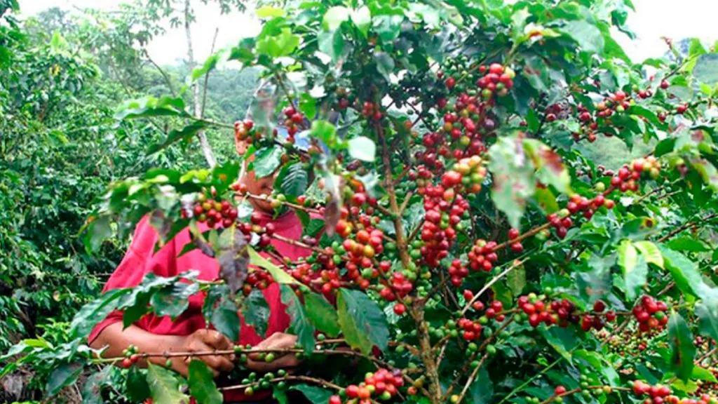 Kjøp colombiansk kaffe av høy kvalitet med grønn tapa-brenning 1 cafe colombiano de alta calidad 4