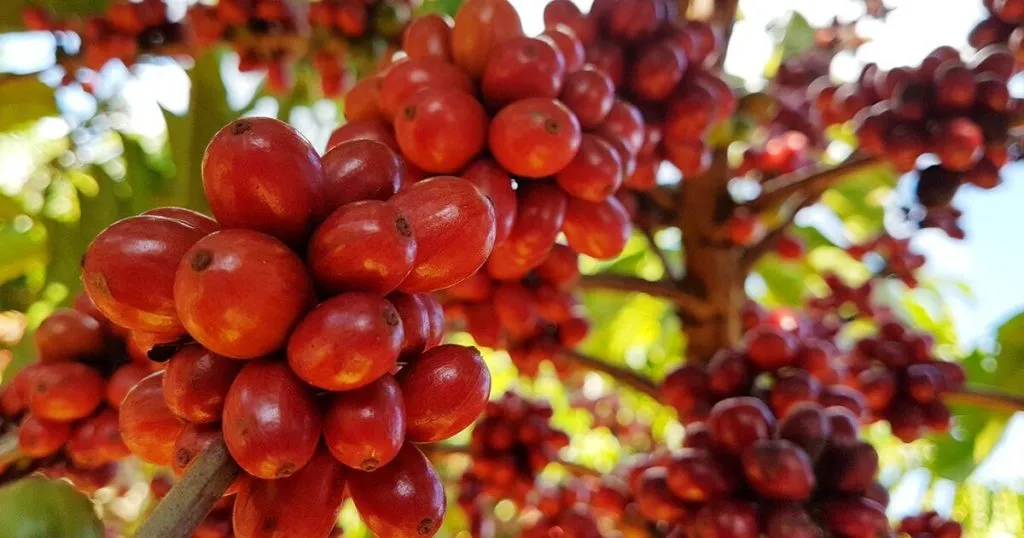 Brasiliansk kvalitetskaffe i USA: alternativer og anbefalinger 1 cafe de calidad brasilena 1