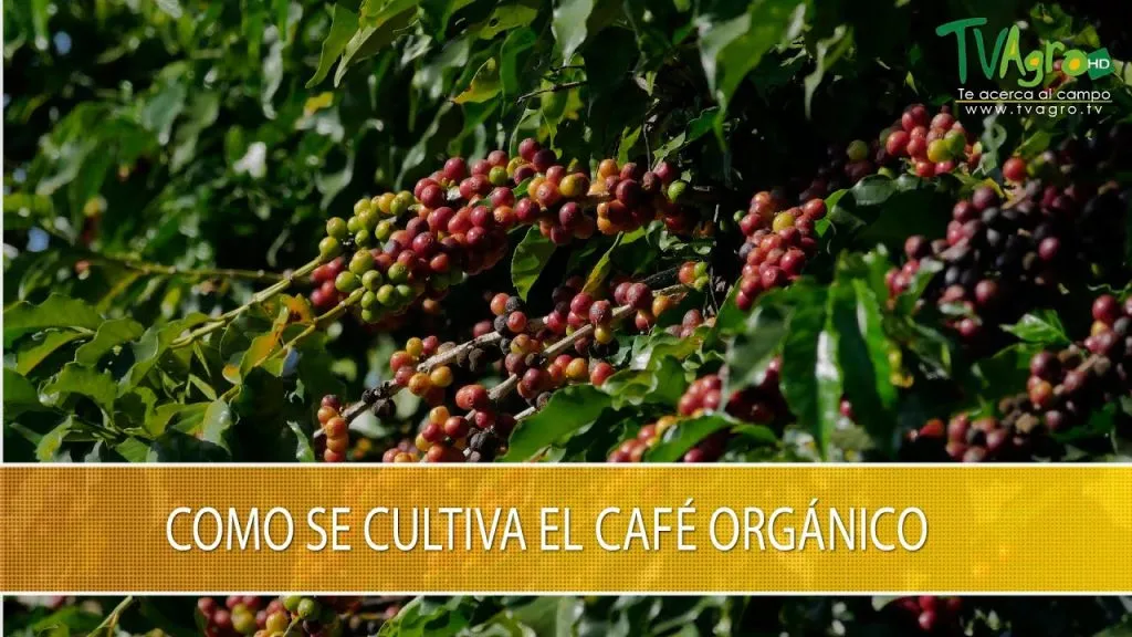 Kjøp økologiske colombianske kaffebønner av høy kvalitet 1 cafe de calidad colombiana organica
