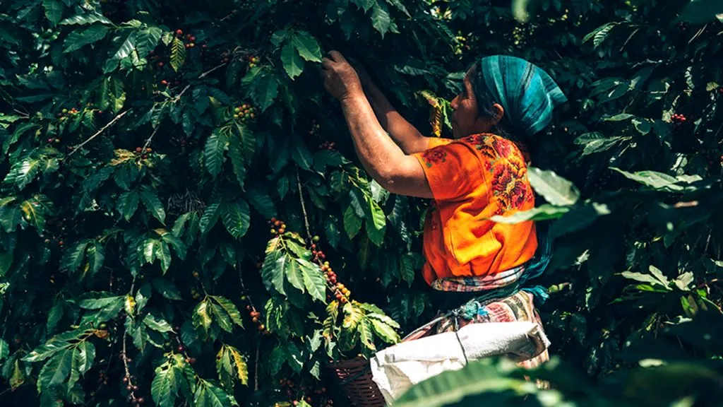 Guatemalansk kaffe: de beste bønnene å nyte til det fulle 1 cafe guatemalteco