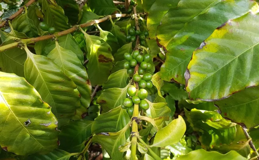 Robusta kaffeproduksjon per tre: Hvor mye kaffe kan du få? 1 cafe robusta por tres