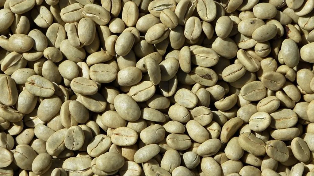 Tilberedning og fordeler med grønn kaffe: alt du trenger å vite 1 cafe verde y sus beneficios