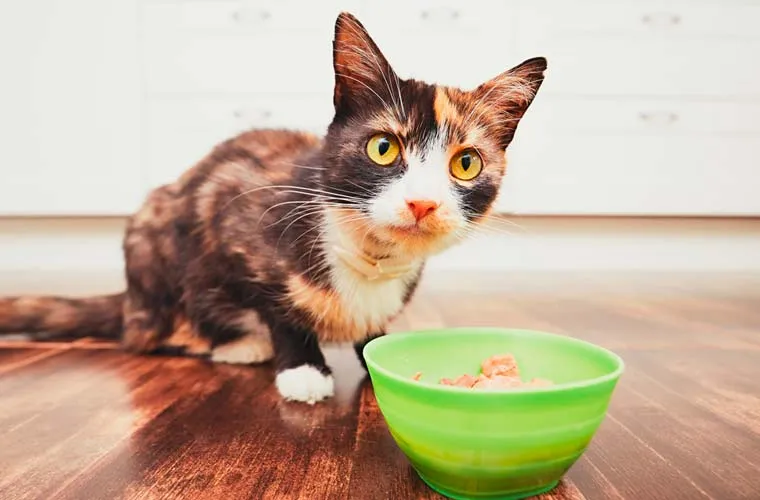 Effekter av koffein hos katter: Hvordan påvirker det deres helse og velvære? 1 cafeina y gatos