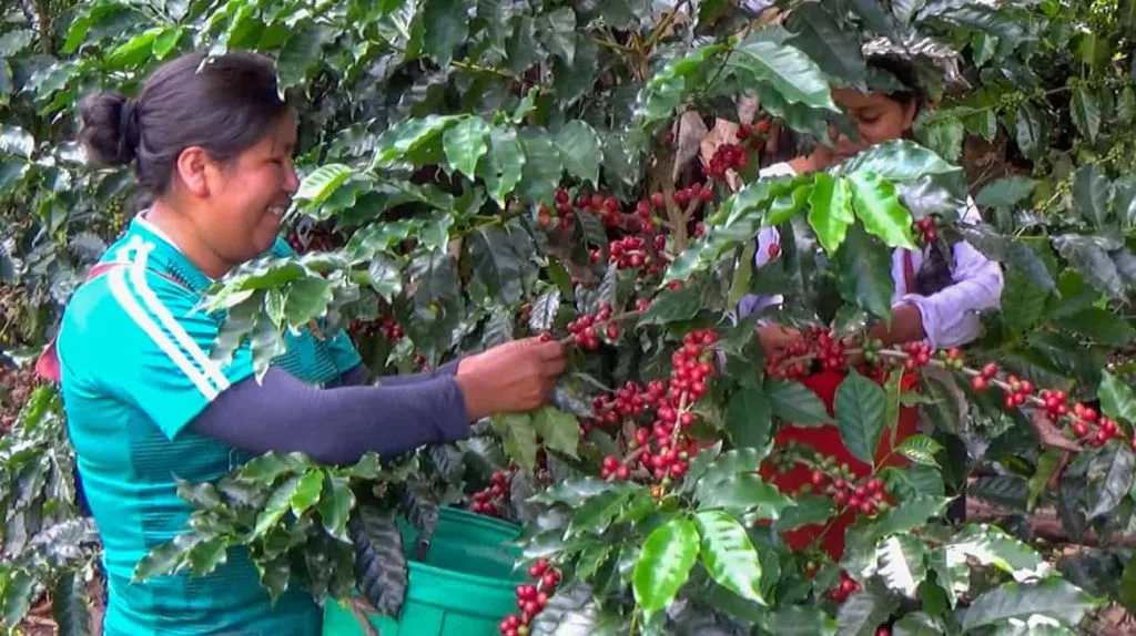 Kulturkafeer i La Paz: en unik opplevelse! 1 cafes de cultivo en la paz