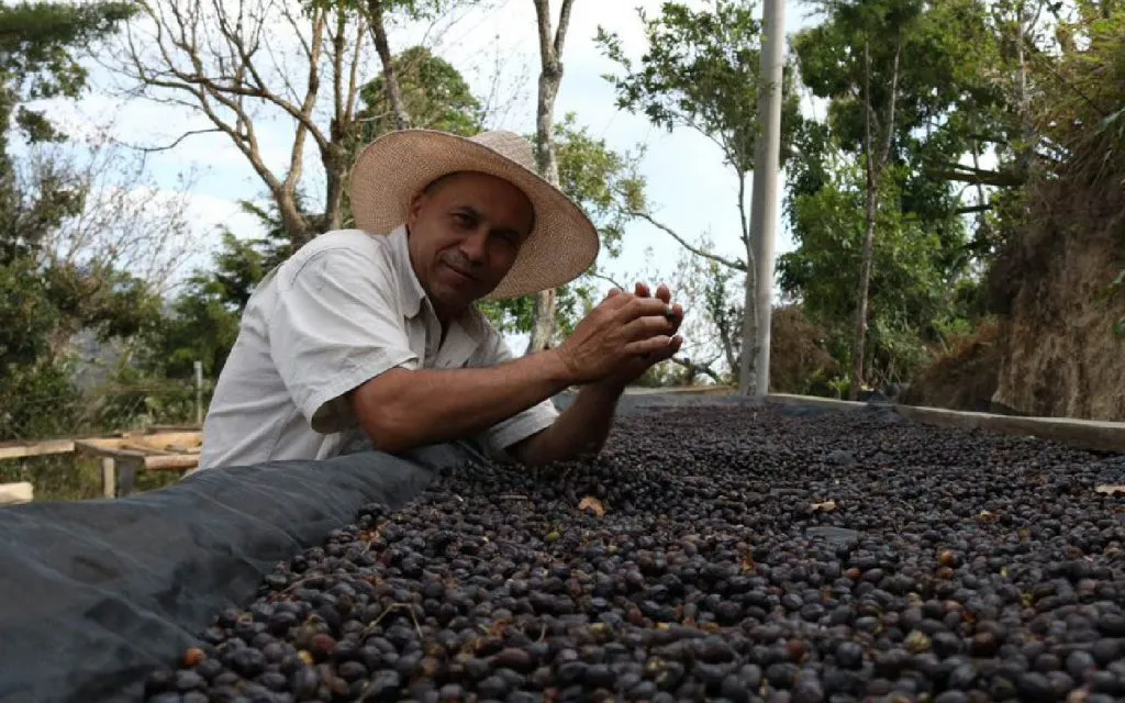 Kaffens historie i El Salvador: en titt på begynnelsen 1 cultivando plantaciones de cafe salvadoreno