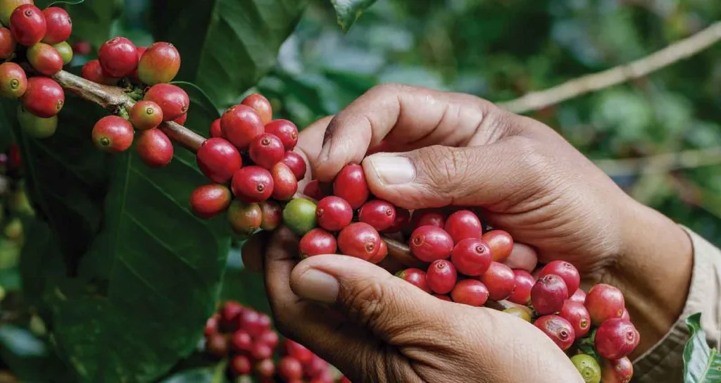 Viktigheten av metoder for innhøsting av kaffe og innhenting av informasjon 1 metodos para cosechar cafe