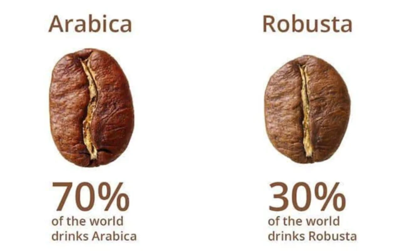 Omfattende sammenligning: naturlig Robusta-kaffe vs Arabica-kaffe 1 robusta vs arabica cafe